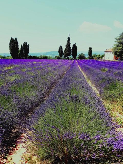 Le Mas De La Glycine Roussillon  Exterior photo